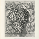 Illustration for article titled Grapes